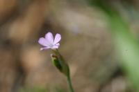 Petrorhagia prolifera
