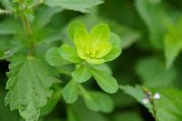 Euphorbia helioscopia