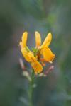 Genista tinctoria
