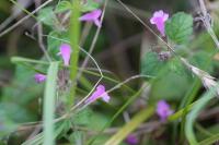 Clinopodium vulgare