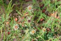 Carlina vulgaris