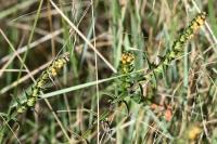 Odontites jaubertianus