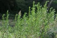 Artemisia verlotiorum