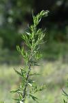 Artemisia verlotiorum