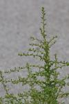 Amaranthus albus