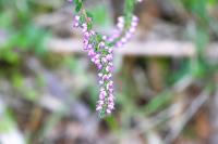 Calluna vulgaris