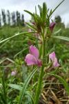 Misopates orontium
