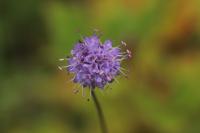 Succisa pratensis