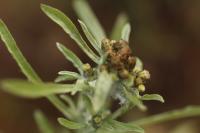 Gnaphalium uliginosum