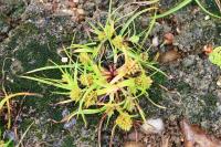 Cyperus michelianus