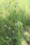 Camelina sativa