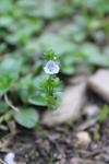 Veronica serpyllifolia