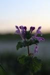Lamium amplexicaule