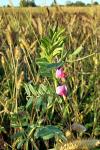 Vicia sativa