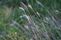Bothriochloa ischaemum