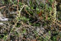 Sesamoides purpurascens