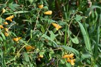 Impatiens capensis