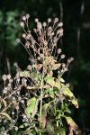 Dipsacus pilosus