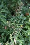 Erysimum cheiranthoides