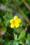Helianthemum nummularium