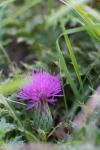 Cirsium acaulon