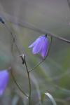 Campanula rotundifolia