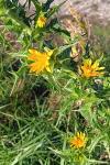 Scolymus hispanicus