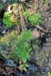 Hottonia palustris