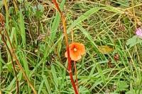 Papaver dubium