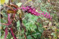 Phytolacca americana