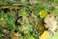 Potentilla neglecta