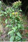 Inula conyzae