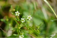 Thesium humifusum subsp. humifusum