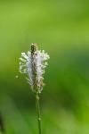 Plantago media