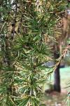 Larix decidua