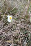 Helianthemum apenninum