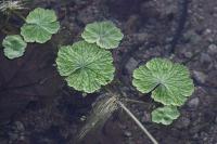 Hydrocotyle ranunculoides
