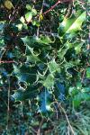 Ilex aquifolium