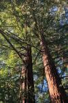 Sequoia sempervirens
