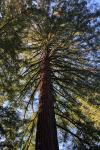 Sequoia sempervirens
