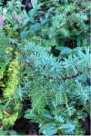 Juniperus communis