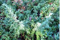 Juniperus communis