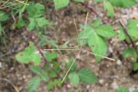Cynodon dactylon