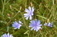 Cichorium intybus