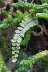 Asplenium trichomanes subsp. quadrivalens