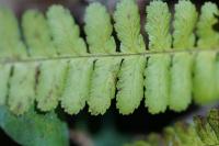 Dryopteris filix-mas