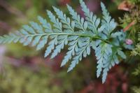 Asplenium adiantum-nigrum