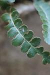 Asplenium ceterach