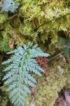 Asplenium adiantum-nigrum
