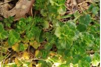 Veronica persica